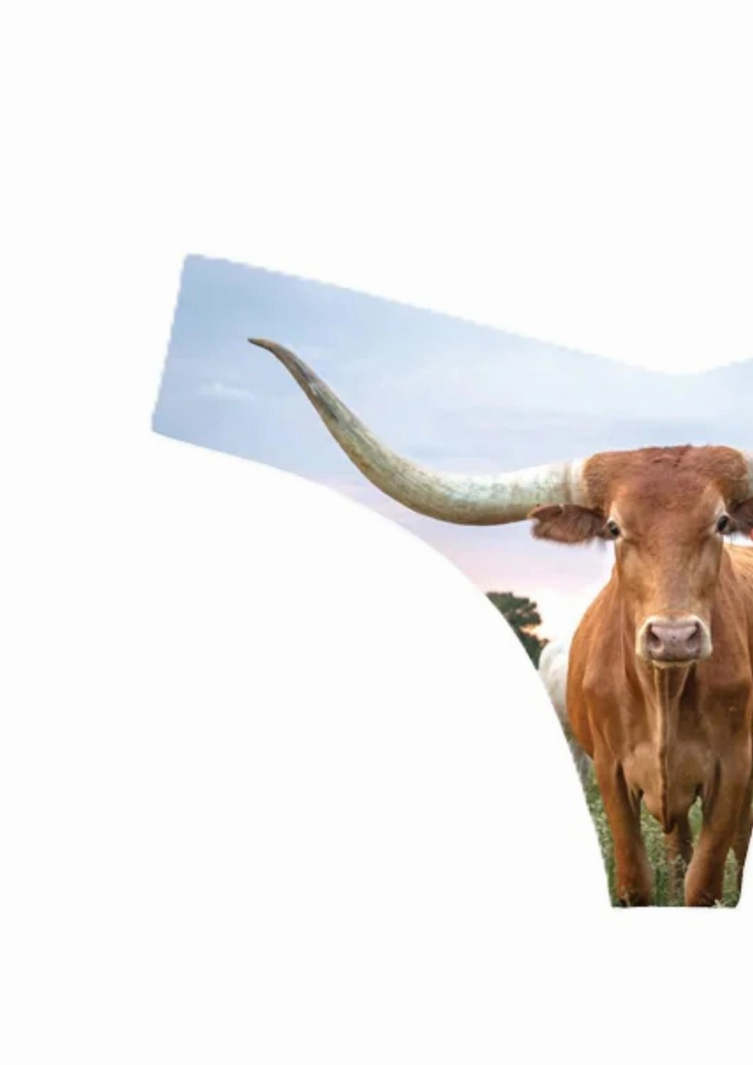 Women's Photo-Op Thong Panty In Long Horn